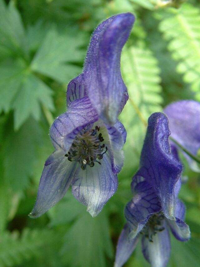 Aconitum variegatum / Aconito variegato